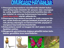 Konu Hayvanlari Siniflandiralim Hayvanlar Ikiye Ayrilir Ppt Video Online Indir