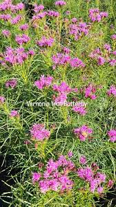 Image result for Eragrostis schweinfurthii
