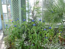 Image result for Pycnostachys reticulata