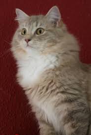 We did not find results for: Solid Non Pointed Ragdolls