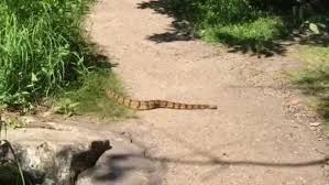 Check spelling or type a new query. Ixonia Resident S Video Of Rattlesnake At Devil S Lake Racks Up Views