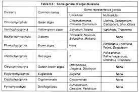 classification of algae