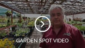 You can grow vegetables in your back yard. Garden Fountains Pots Planters Surrey Garden Pottery