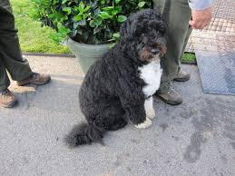 The bo obama sightings sprinkled throughout the holiday decorations gave us little glimpses of our own sweet charlie. Happy Birthday Bo Obama White House Dog Turns Four Dcist
