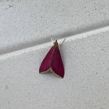 Image result for Nidorella pinnata