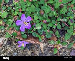 Image result for Heterotis rotundifolia