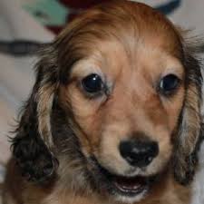 Looking for a special little friend? Pretty Boy Dachshund Puppy 600776 Puppyspot
