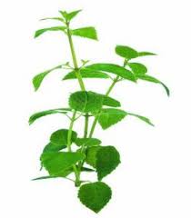 Image result for Manostachya