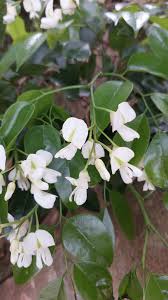 Image result for Craibia zimmermannii