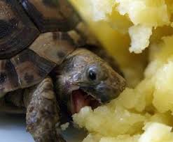 We did not find results for: Turtles Eating Things Home Facebook
