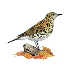 Image result for トラツグミ