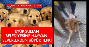 Eyup Sultan Belediyesi Ne Hayvan Toplama Tepkisi