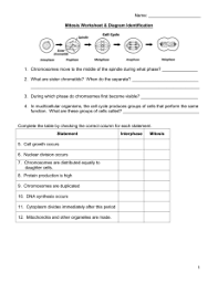 Normal functions occur chromosomes are duplicated dna synthesis occurs cytoplasm divides immediately after this period mitochondria and other organelles are made. Mitosis Worksheet