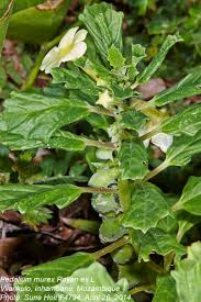 Image result for Pedalium