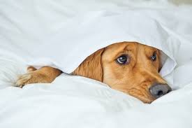 Stelle eine käseplatte zusammen und wir sagen dir, welches tier du im bett bist. Sollen Haustiere Im Bett Schlafen Durfen Ist Das Gesund Gesundheitstrends