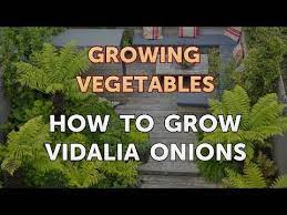 Explore our huge selection today! How To Grow Vidalia Onions Youtube
