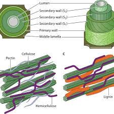 Check spelling or type a new query. Simplified Model Of Plant Cell Wall Structure A The Structure Download Scientific Diagram