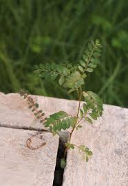 Image result for Phyllanthus tenellus