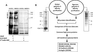 Check spelling or type a new query. Galectin 3 Interacts With The Cell Surface Glycoprotein Cd146 Mcam Muc18 And Induces Secretion Of Metastasis Promoting Cytokines From Vascular Endothelial Cells Journal Of Biological Chemistry