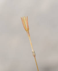 Image result for Kohautia