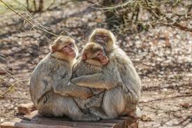 Frankreich uefm la foret des singes rocamadour. Pin En Viaje Travel