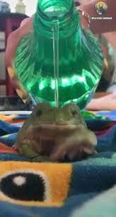 An englishman an irishman and a scotsman were in the sweltering desert walking around looking desperatly for something to eat and drink, when, as if out of nowhere, a camel appeared. 900 Frog Time Ideas In 2021 Frog Froggy Cute Frogs