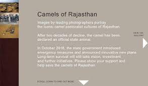 Introduce legislation\'s for camel transportation by r. Camels Of Rajasthan