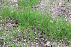 Da man rasen etwa im april aussäht, kann man im monat mai den ersten, zunächst jedoch vorsichtigen schnitt vornehmen, bei welchem nur die rasenspitzen geschnitten werden müssen. Ab Wann Darf Man Frisch Gesaten Rasen Mahen Gartenlexikon De