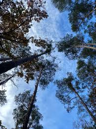 Image result for Viridivia