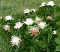 Image result for Protea madiensis