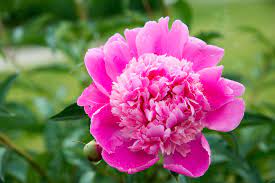 While choosing deer resistant perennials isn't foolproof, it can discourage deer from snacking on your flower garden. Best Deer Resistant Plants Plants That Deer Don T Eat