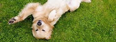 In the beginning, you can treat him every time he rolls over, it will reinforce the new behavior. Teach Your Dog To Roll Over Pet Circle