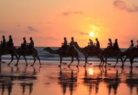 We started off riding the camels by the ocean and we also were able to meet with them and take some. Sunset Camel Rides Broome Western Australia Beaches Nature Background Wallpapers On Desktop Nexus Image 1104475