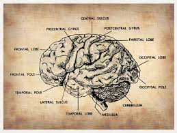 Like our page to know more. Vintage Brain Map Anatomy Art By Irina March Naxart Studio At Framedart Com