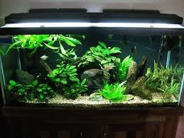 404 Not Found 75 Gallon Aquarium Aquarium Fish Tank Aquascape Aquarium