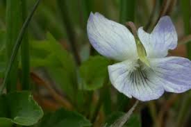 Wildflowers small purple flowers uk. Wildflowers The Wildlife Trusts