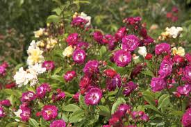 Lovely when planted in drifts. Perennial Blue Gartenfeder