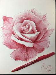 Red ink for bright and clear writing. Red Rose Pen Drawing Instagram Paviatattoo Ballpoint Pen Art Rose Drawing Biro Drawing