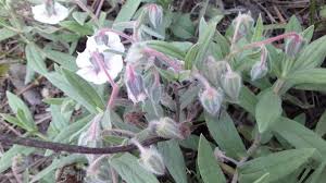 Image result for Fimbristylis quinquangularis