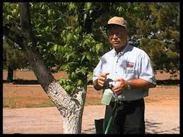 How To Add Zinc To Pecan Trees Youtube