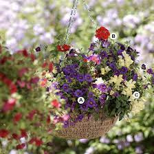 25 Hanging Baskets You Ll Want To Plant Immediately Hanging Baskets Hanging Plants Plants