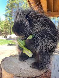 North American Porcupine | Bearizona