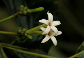 Image result for Morinda lucida