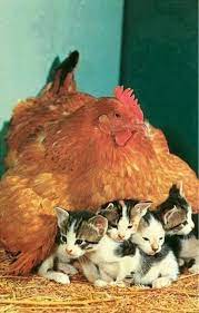 How To Take Care Of A Baby Bird Baby Care Baby Baby Babycare Animals Cute Animals Animals Friendship