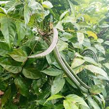 Image result for Dolichandrone alba