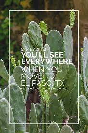 Width general water requirements median/street/ right of way park/open space ornamental landscape project tree: 5 Plants You Ll See Everywhere When You Move To El Paso Tx Sparefoot Moving Guides Plants El Paso Backyard Landscapes