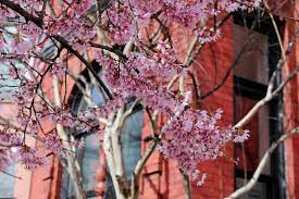Washington, D.C.'s cherry blossoms might make an early appearance, as mild  winter kicks in - ABC News