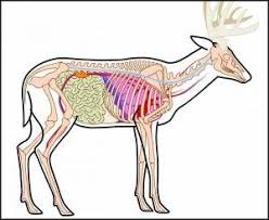 vitals and bones anatomy for shot placement hunting tips