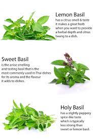 Thai Herbs The Ultimate Guide To Herb Usage In Thai Food Herbs Thai Recipes Tasty Thai