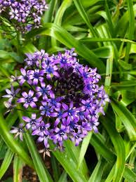Image result for Scilla benguellensis